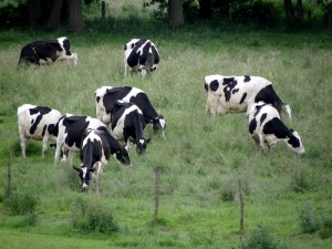 Cheptel de vaches de la ferme de Saint Thibault des Vignes