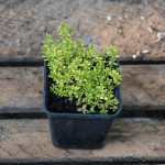 thyme-1485626_1280