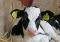 Les caissettes de veaux de lait, à la ferme Saint Thibault