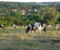 Printemps : Les vaches sont aux prés