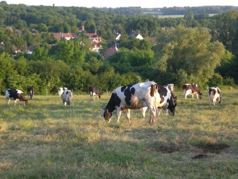 Printemps : Les vaches sont aux prés