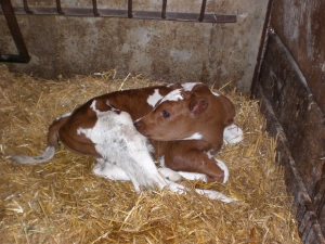 naissance veau ferme de saint thibault