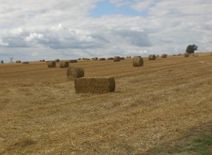 Balles de paille de la ferme de saint thibault