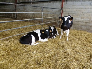 Les veaux et génisses de la ferme de saint thibault