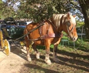 Cheval de trait ferme de st thibault