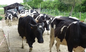 Les vaches traversent la ferme