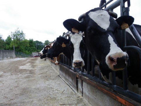 Projet d’agrandissement de la ferme