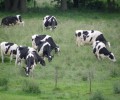 La vie du troupeau de vaches à la ferme de Saint-Thibault