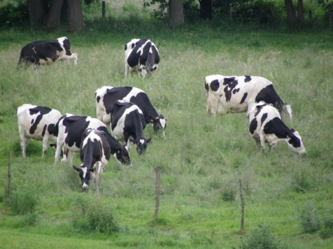 La vie du troupeau de vaches à la ferme de Saint-Thibault