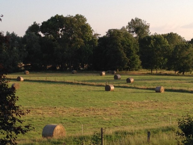 Le fourrage pour l’alimentation des vaches