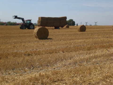 De la paille pour les vaches, du champ à la ferme