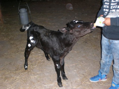 Introduction de la race Jerseyaise dans le troupeau de vaches