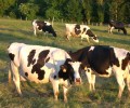 Les vaches pendant les périodes de canicule