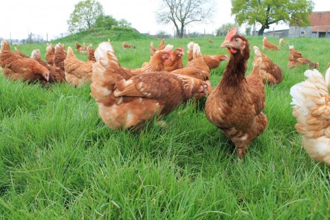 Interview : La ferme des Parrichets, producteur d’œuf en Seine et Marne