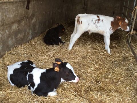 4 choses intéressantes à savoir sur le lait cru - la Ferme de Saint Thibaut  des vignes - le site officiel