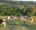 Juillet 2016 : Les nouveautés à la ferme