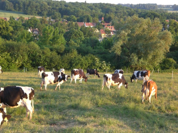 Juillet 2016 : Les nouveautés à la ferme