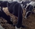 La ferme de Saint Thibault des Vignes pouvait être visitée virtuellement au salon de l’agriculture !