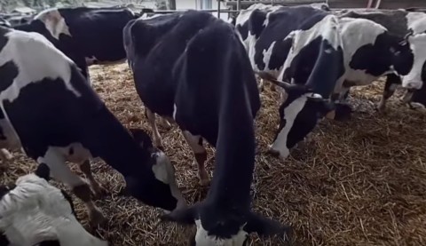 La ferme de Saint Thibault des Vignes pouvait être visitée virtuellement au salon de l’agriculture !