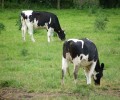 Découverte de la ferme pour les enfants