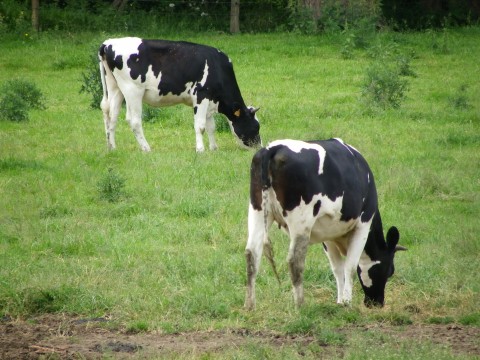 Découverte de la ferme pour les enfants