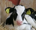 Les caissettes de veaux de lait, à la ferme Saint Thibault