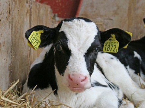 Les caissettes de veaux de lait, à la ferme Saint Thibault