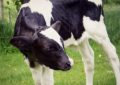 Découvrez le veau de la Ferme de Saint Thibault