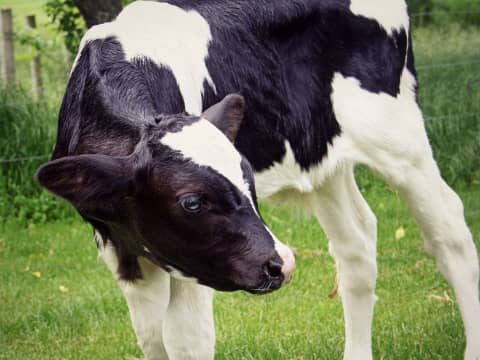 Découvrez le veau de la Ferme de Saint Thibault