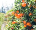 Informations du moment et confiture d’oranges