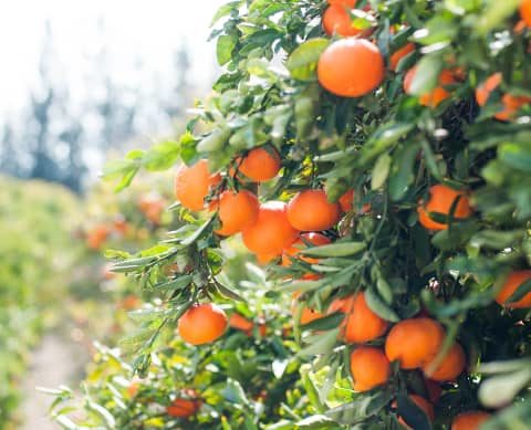 Informations du moment et confiture d’oranges